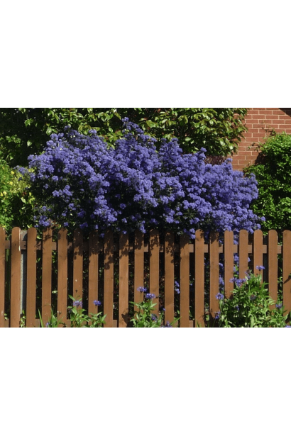 Цеанотус Blue Mound в ландшафтному дизайні